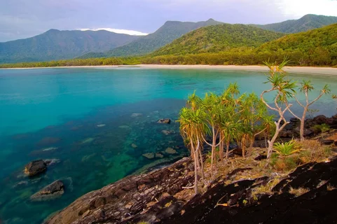 Wet Tropical Rainforest - The Daintree