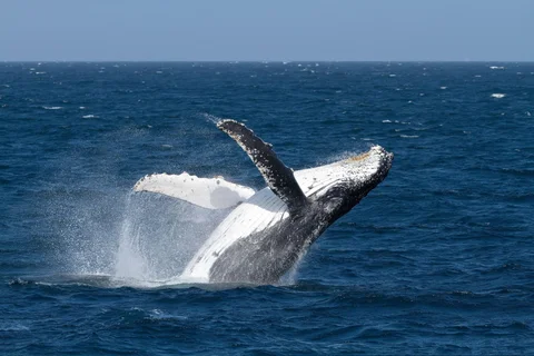 Ningaloo