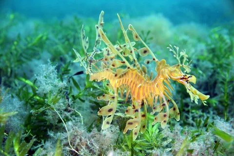 SA Marine Parks