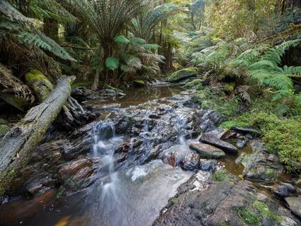 Forests of Eastern Victoria