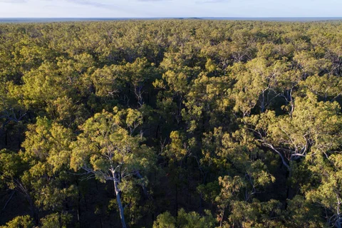 Queensland Forest Agreement
