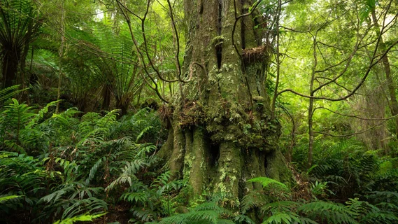 Otways