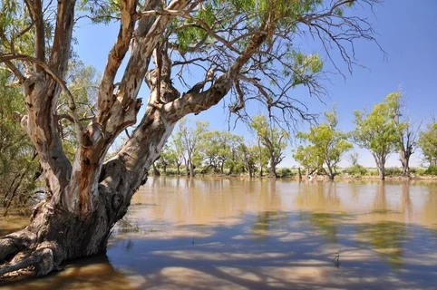 River Red Gums