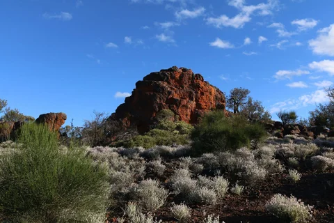 Great Western Woodlands