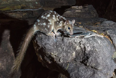 Jabiluka