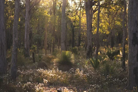 Logging in the Jarrah forests