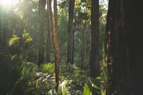 WA Jarrah Forests
