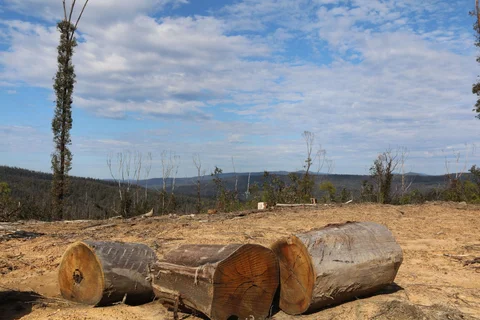 Walk Against Woodchips