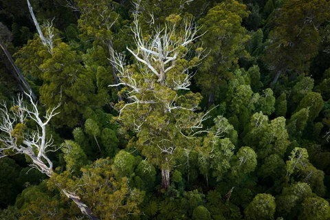 Tasmania’s Southern Forests