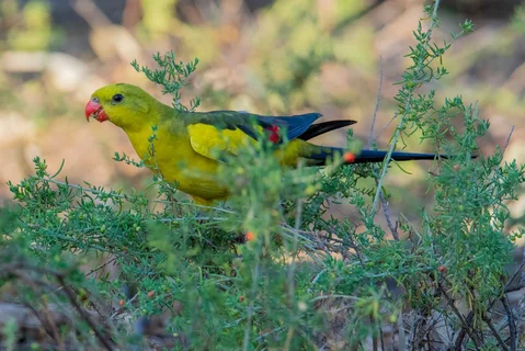 Mallee Wilderness