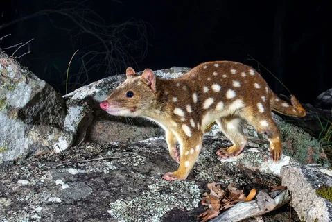 Wilderness Act 1987