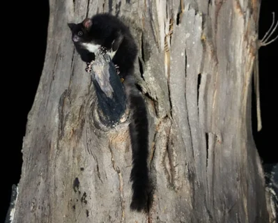 NSW Southern Forests