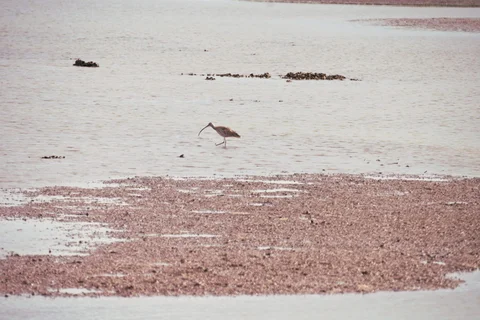 Stockton Bight