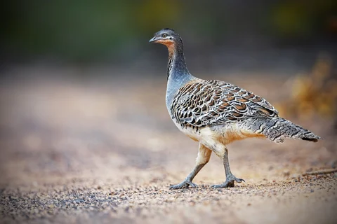 Yellabinna Mallee Wilderness