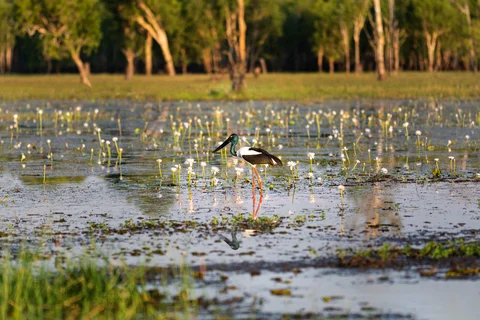 Kakadu